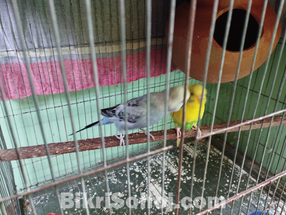 Budgies ( running pair)